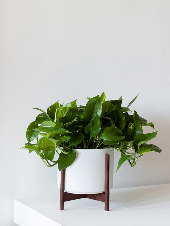 Cascading pothos