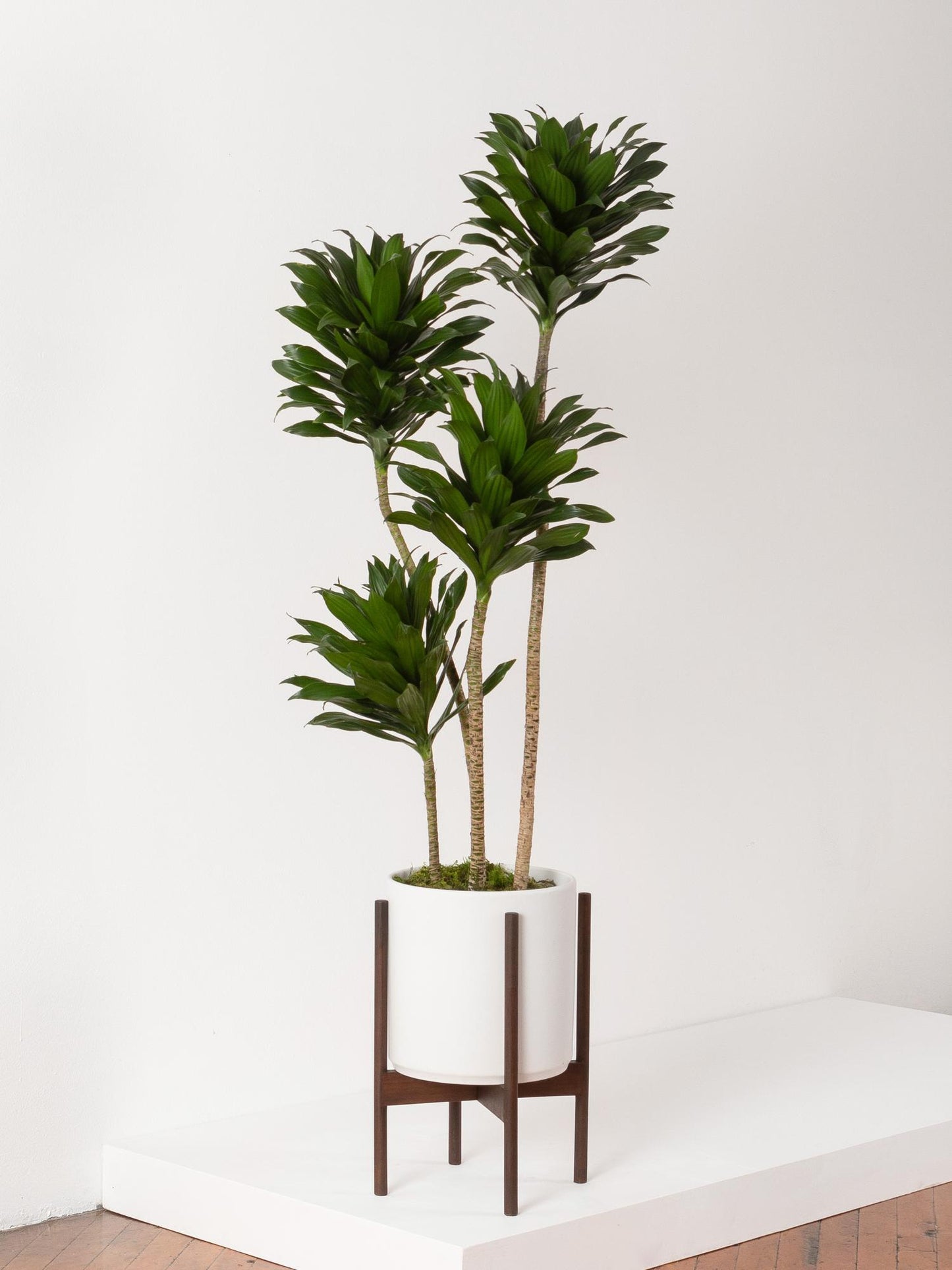 Dracaena compacta