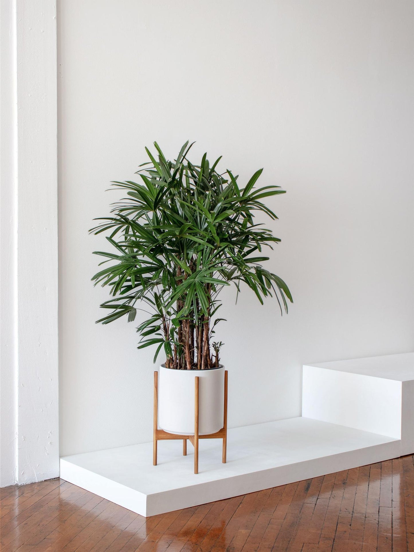 Lady palm