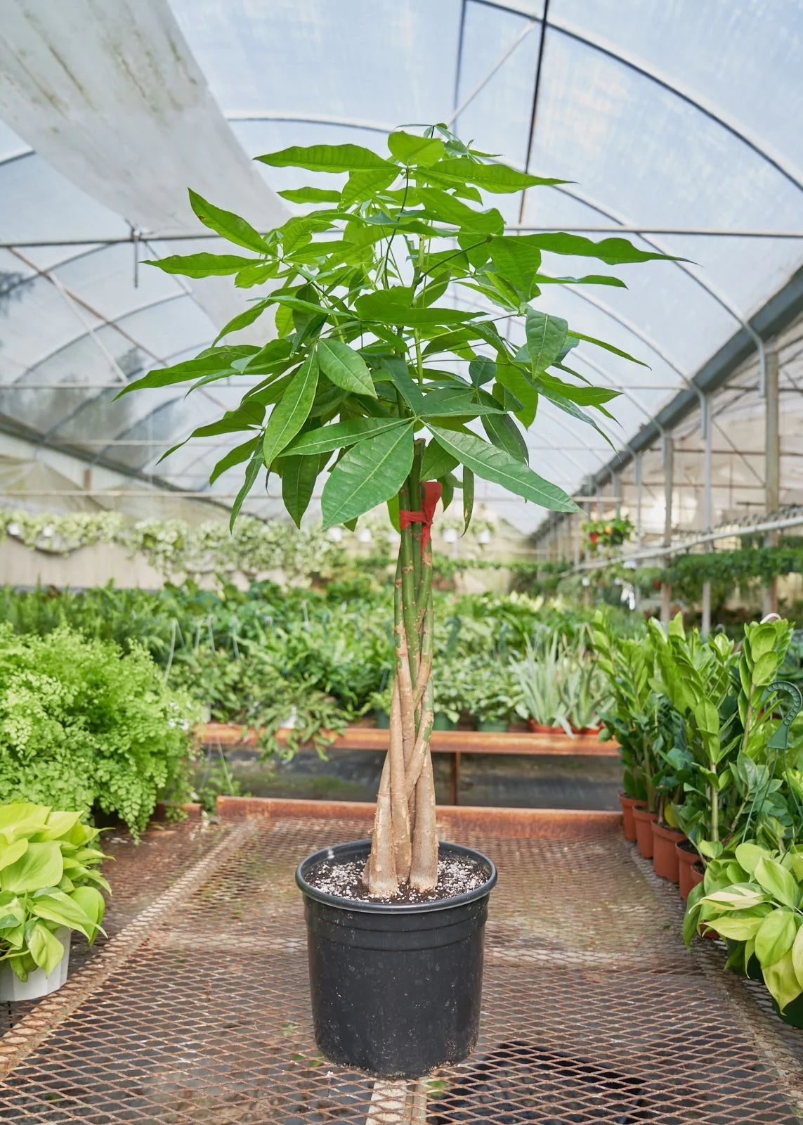 Braided money tree