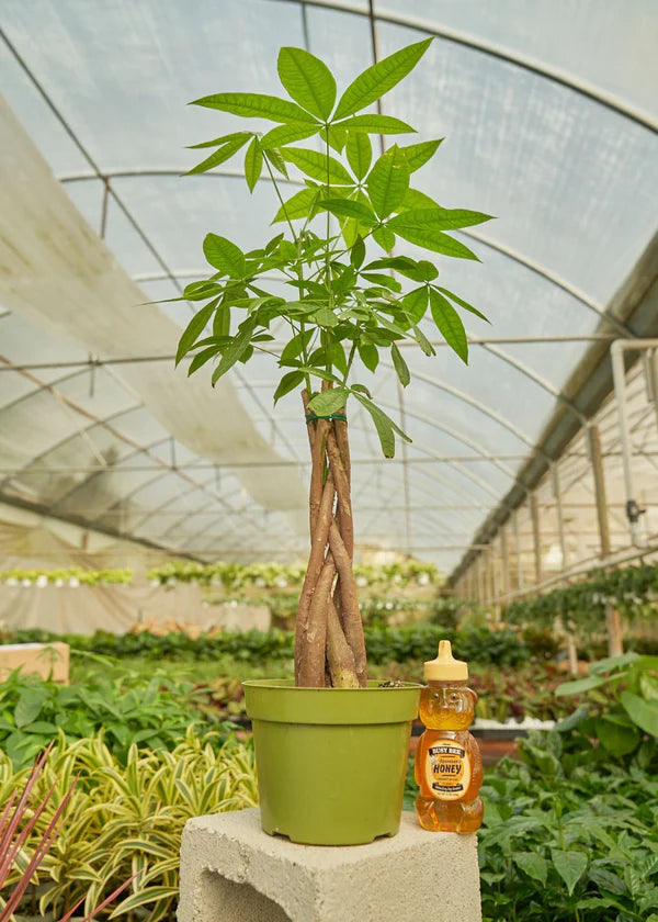 Braided money tree