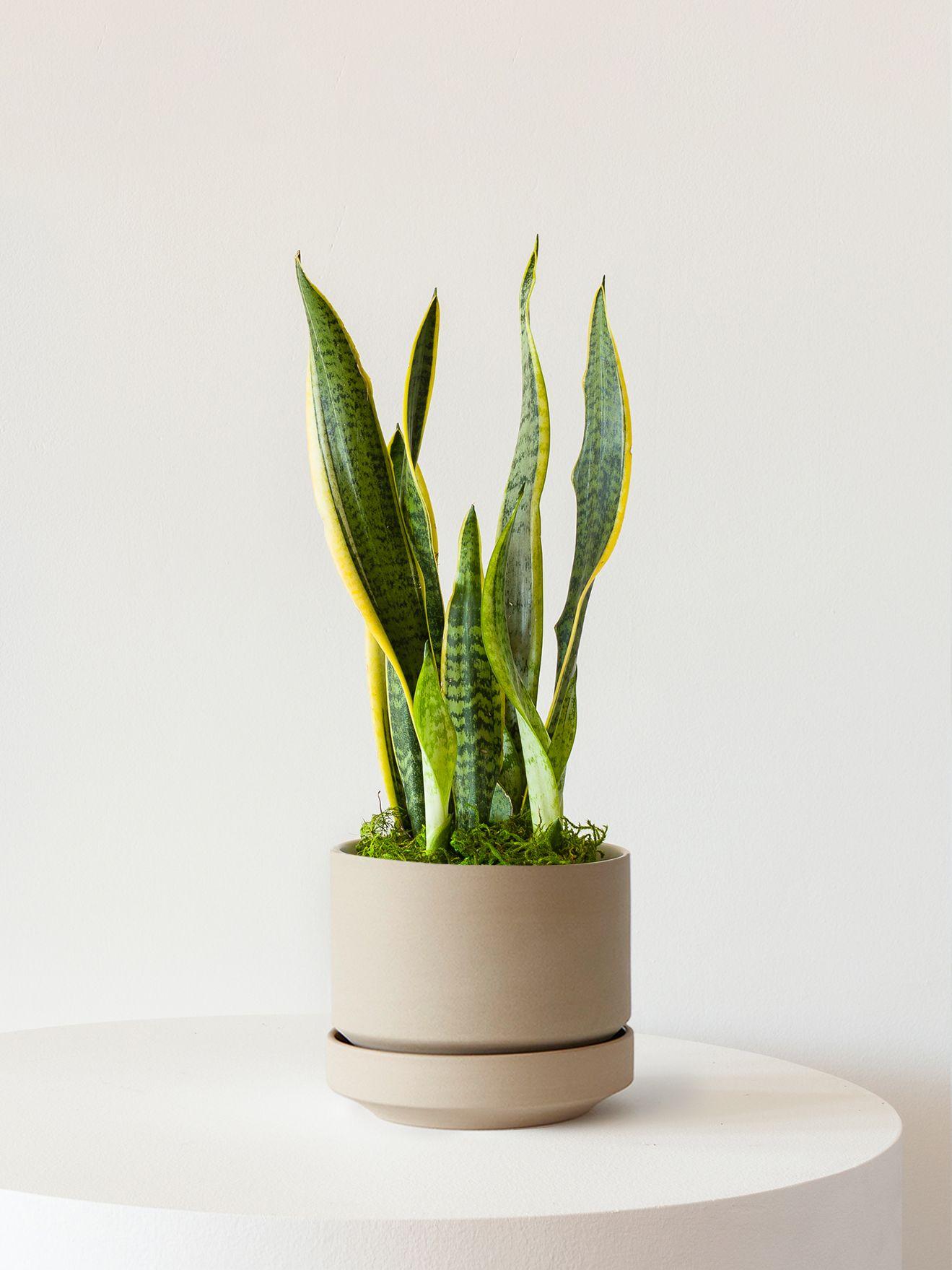 Snake plant