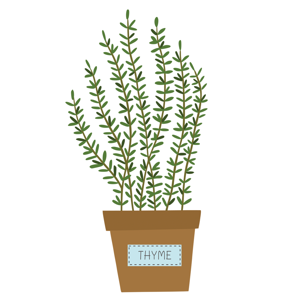 Thyme