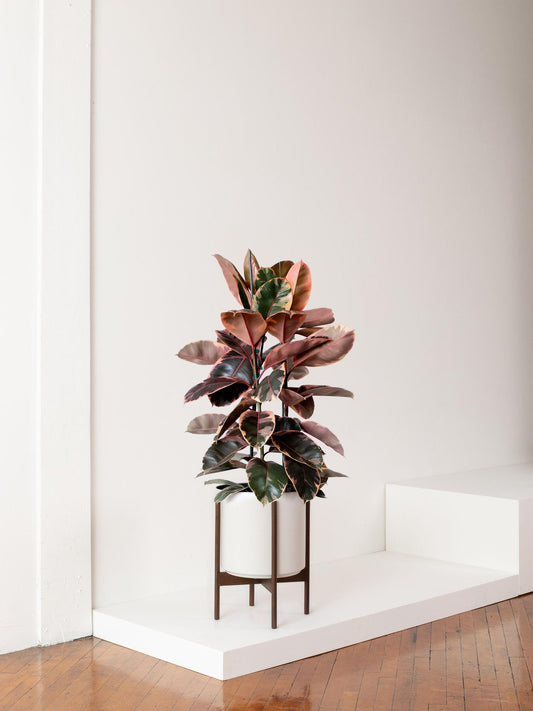 Pink rubber tree