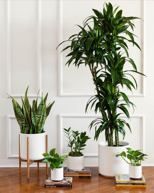 Indoor plants bundle